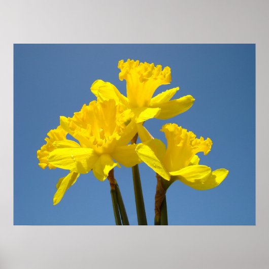 Daffodische Blume Plakatkunst druckt Blue Sky Spri Poster (Vorne)