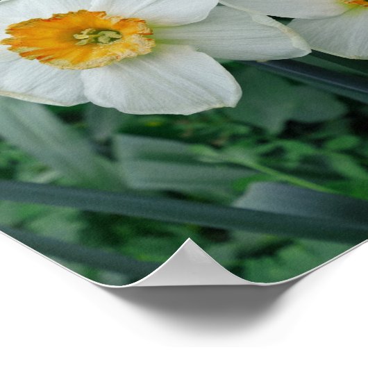 Daffodische Blume Poster (Ecke)