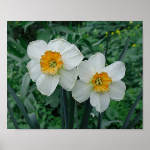 Daffodische Blume Poster