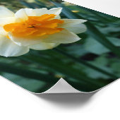 Daffodische Blume Poster (Ecke)