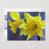 Daffodische Blume Postkarte (Vorne/Hinten)