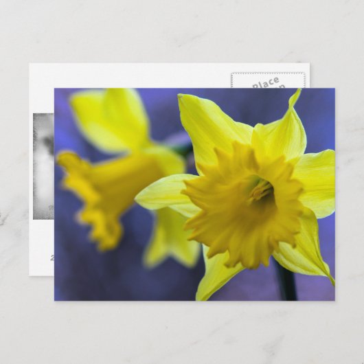 Daffodische Blume Postkarte (Vorne/Hinten)