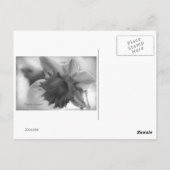 Daffodische Blume Postkarte (Rückseite)