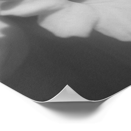 Daffodische Blume teilweise Farbe Poster (Ecke)