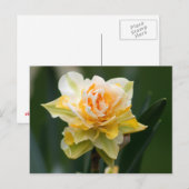 Daffodische Doppelfotografie Postkarte (Vorne/Hinten)