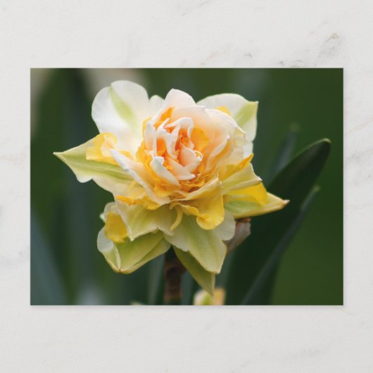 Daffodische Doppelfotografie Postkarte (Vorderseite)
