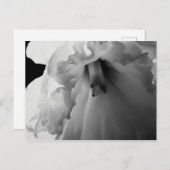 Daffodische Schwarz-Weiß-Fotografie Postkarte (Vorne/Hinten)