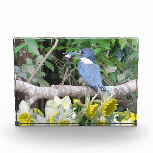 Daffodischer Foto (Vorderseite)