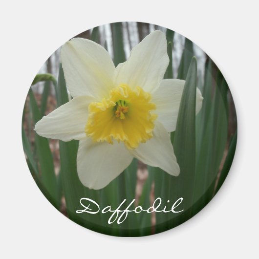 Daffodischer Kühlschrank Magnet (Vorne)