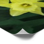Daffodischer Rahmen auf grünem Foliage Hintergrund Poster (Ecke)