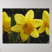 Daffy Poster (Vorne)