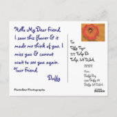 Daffy Postkarte (Rückseite)