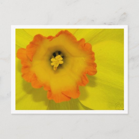 Daffy Postkarte (Vorderseite)