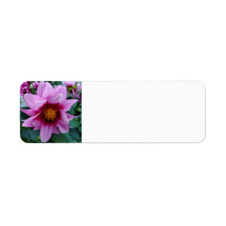 Dahlia