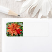 Dahlia (Insitu)