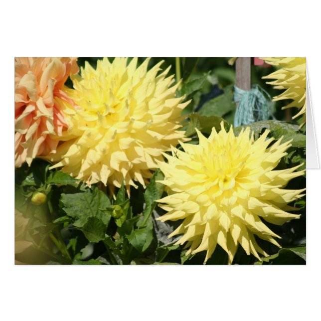 Dahlia 4 (Vorderseite (Horizontal))