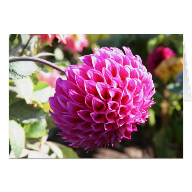 Dahlia 6 (Vorderseite (Horizontal))