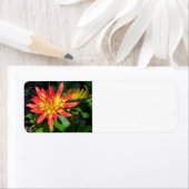 Dahlia-Adressetikett (Insitu)