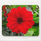 Dahlia - Bischof von Llandaff Mousepad (Vorne)