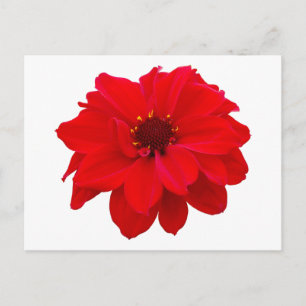 Dahlia - Bischof von Llandaff Postkarte