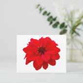 Dahlia - Bischof von Llandaff Postkarte (Stehend Vorderseite)