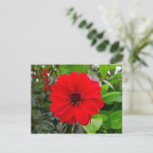 Dahlia - Bischof von Llandaff Postkarte (Stehend Vorderseite)