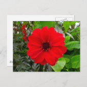 Dahlia - Bischof von Llandaff Postkarte (Vorne/Hinten)