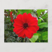 Dahlia - Bischof von Llandaff Postkarte (Vorderseite)