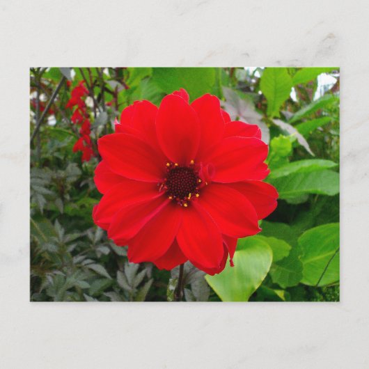 Dahlia - Bischof von Llandaff Postkarte (Vorderseite)