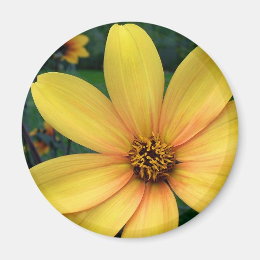 Dahlia Bishop of York Magnet (Vorne)