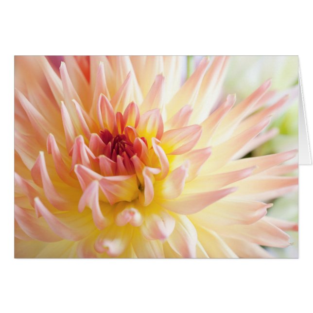 Dahlia Blume (Vorderseite (Horizontal))