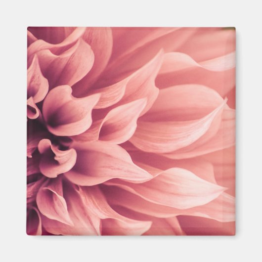 Dahlia Blume Blossom Magnet (Vorne)