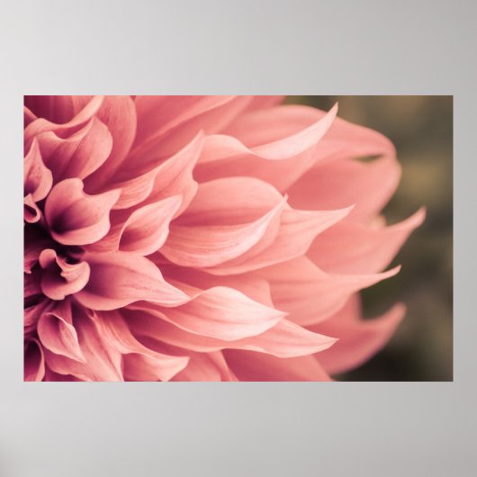 Dahlia Blume Blossom Poster (Vorne)