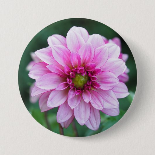 Dahlia Blume Button (Vorderseite)