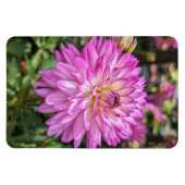 Dahlia Blume Foto Magnet (Horizontal)