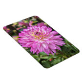 Dahlia Blume Foto Magnet (Rechte Seite)