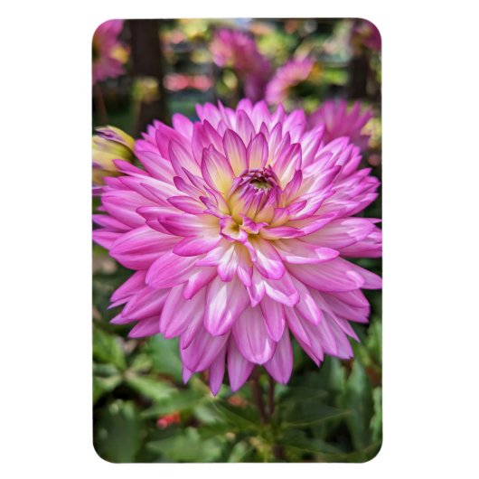 Dahlia Blume Foto Magnet (Vertikal)