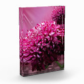 Dahlia Blume Fotoblock (Links)