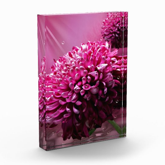 Dahlia Blume Fotoblock (Links)