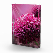 Dahlia Blume Fotoblock (Rechts)