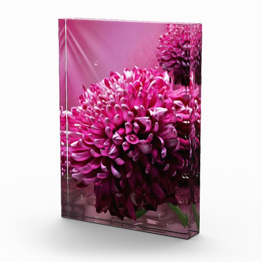 Dahlia Blume Fotoblock (Rechts)