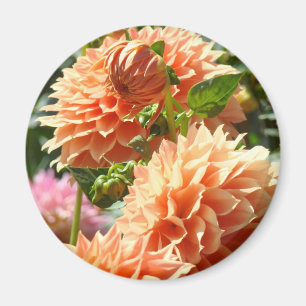 Dahlia Blume Magnete Orange Dahlias Magnet