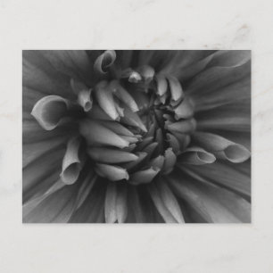 Dahlia Blume Postcard Postkarte