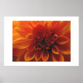 Dahlia Blume Poster (Vorne)