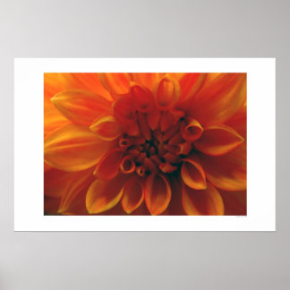 Dahlia Blume Poster