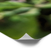 Dahlia Blume Poster (Ecke)