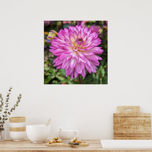 Dahlia Blume Poster (Küche)