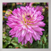 Dahlia Blume Poster (Vorne)