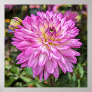 Dahlia Blume Poster