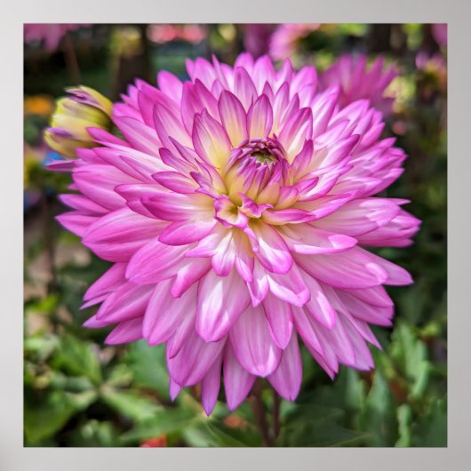 Dahlia Blume Poster (Vorne)